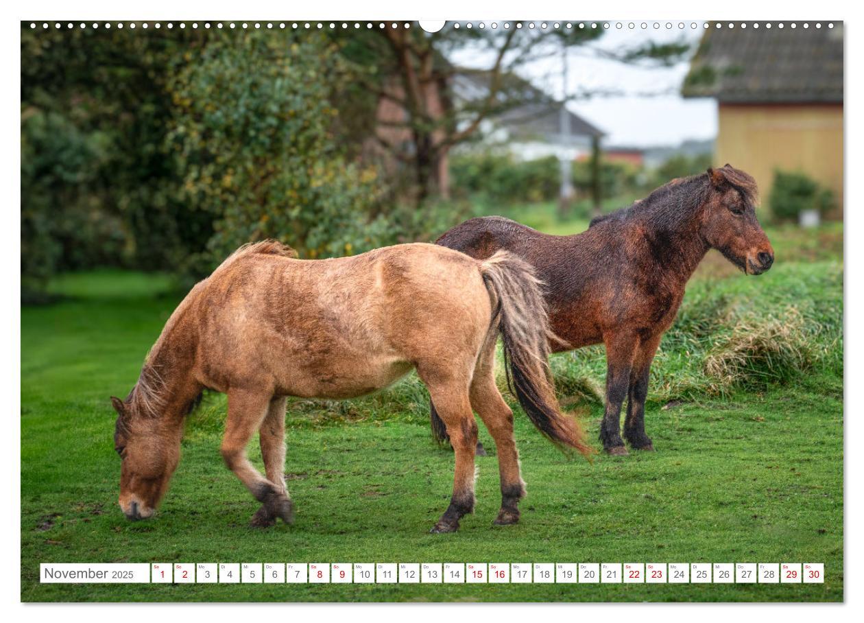 Bild: 9783383844560 | Naturerlebnis Rømø (Wandkalender 2025 DIN A2 quer), CALVENDO...