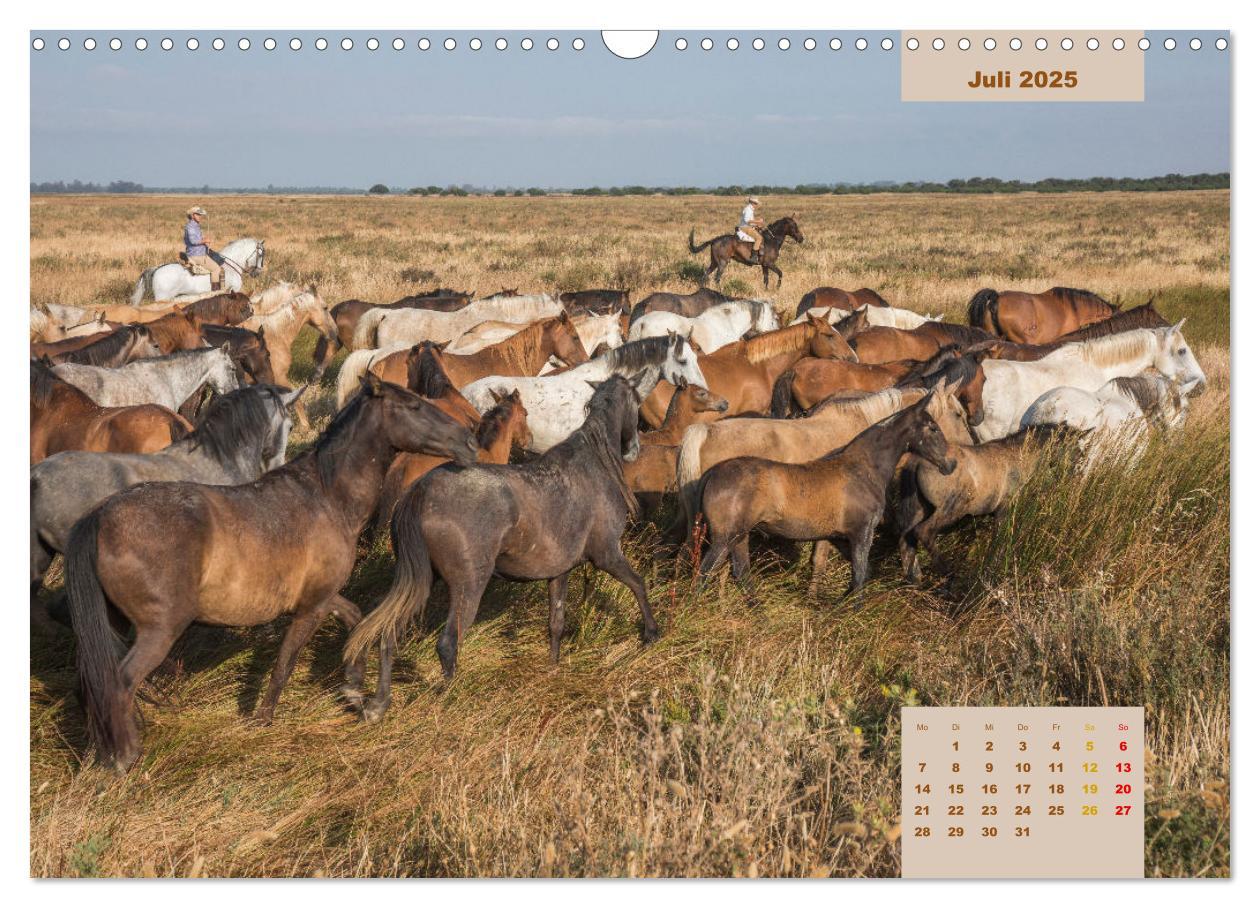 Bild: 9783435105540 | Pferde - Andalusiens wilder Westen (Wandkalender 2025 DIN A3 quer),...