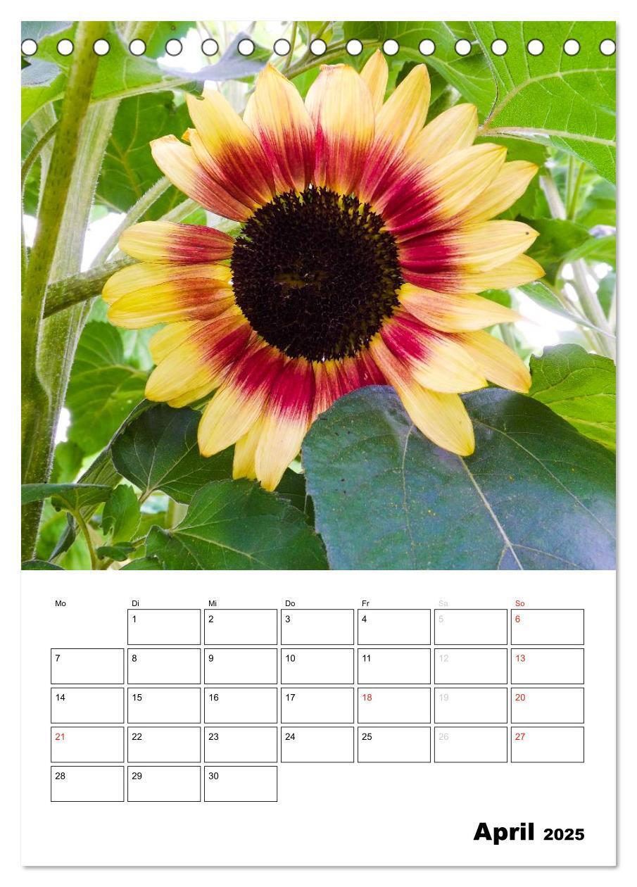 Bild: 9783435996476 | Strahlende Sonnenblumen (Tischkalender 2025 DIN A5 hoch), CALVENDO...