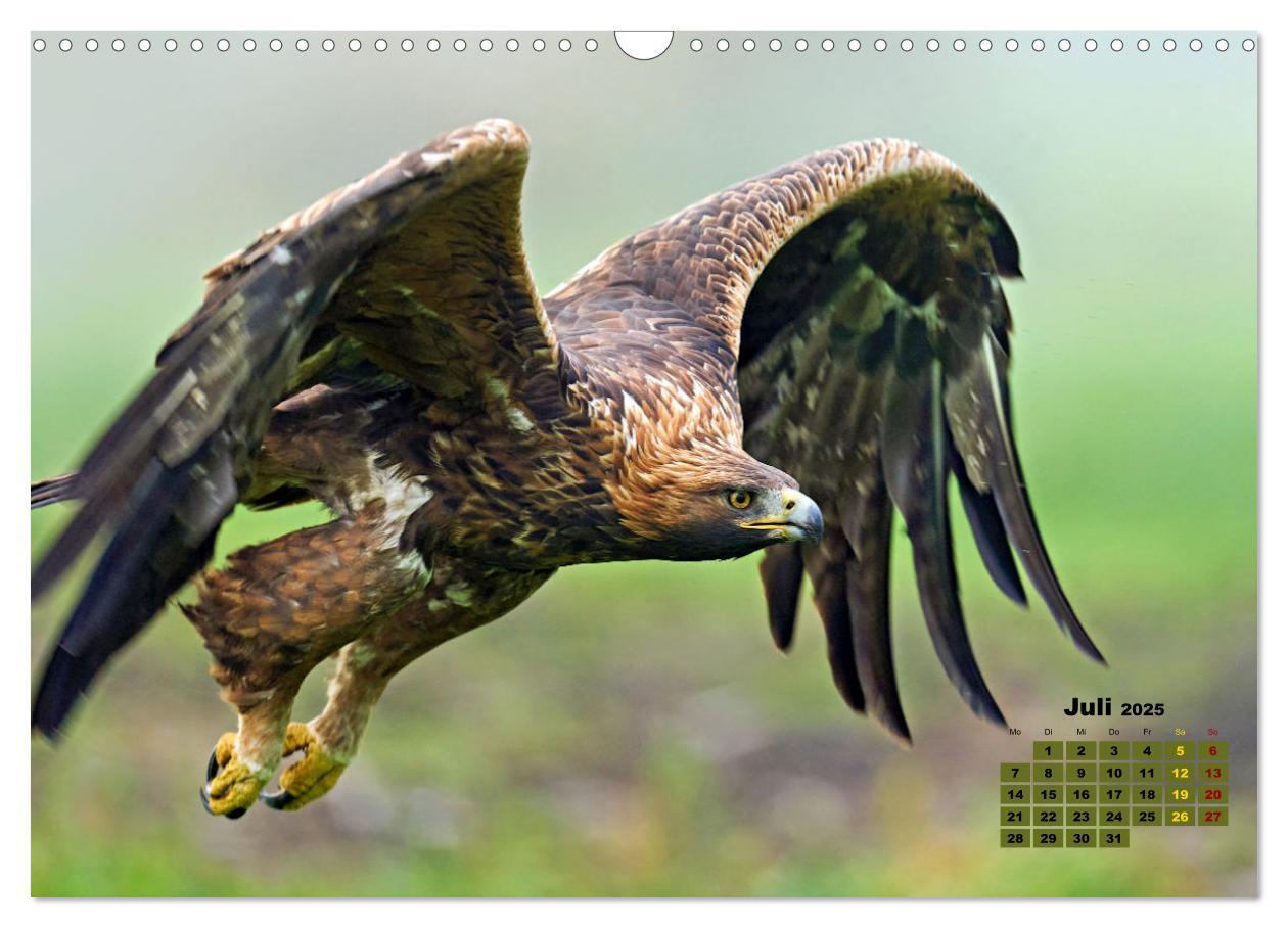 Bild: 9783383864513 | Big Five der Alpen Gämse, Steinbock, Murmeltier, Steinadler,...