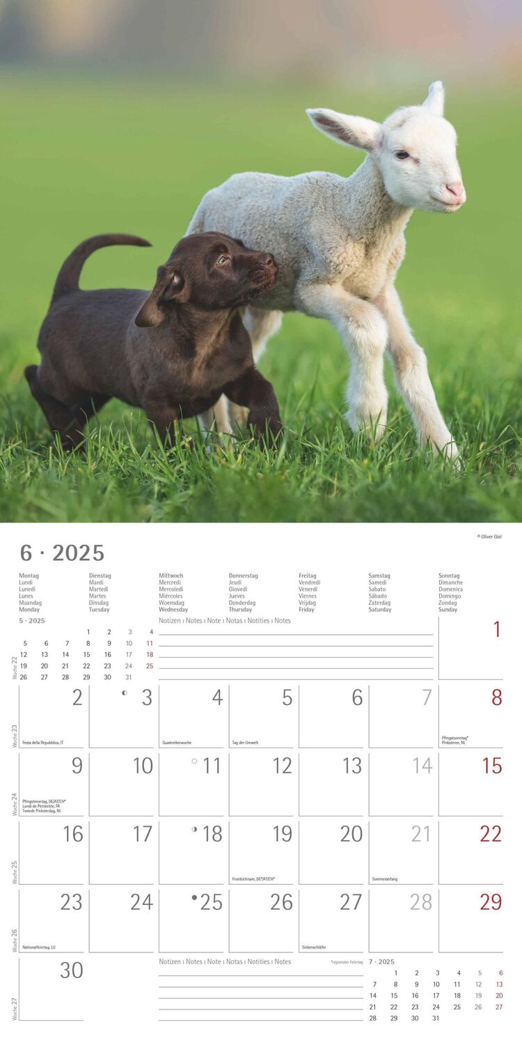 Bild: 4251732340780 | Tierfreundschaften 2025 - Broschürenkalender 30x30 cm (30x60...