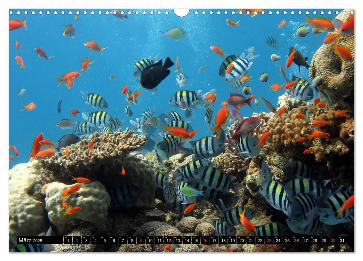 Bild: 9783435717828 | Fische und Meerestiere (Wandkalender 2025 DIN A3 quer), CALVENDO...