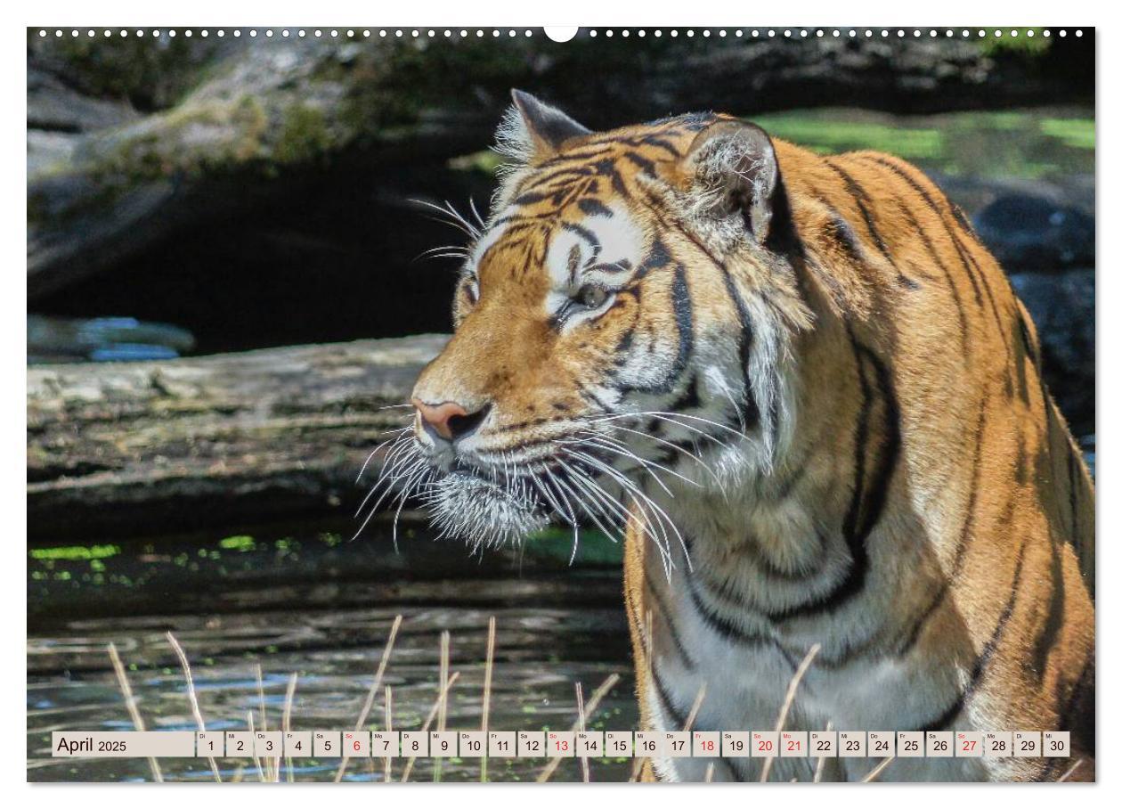 Bild: 9783435738168 | Tiger. Gestreift, wild u. schön (Wandkalender 2025 DIN A2 quer),...