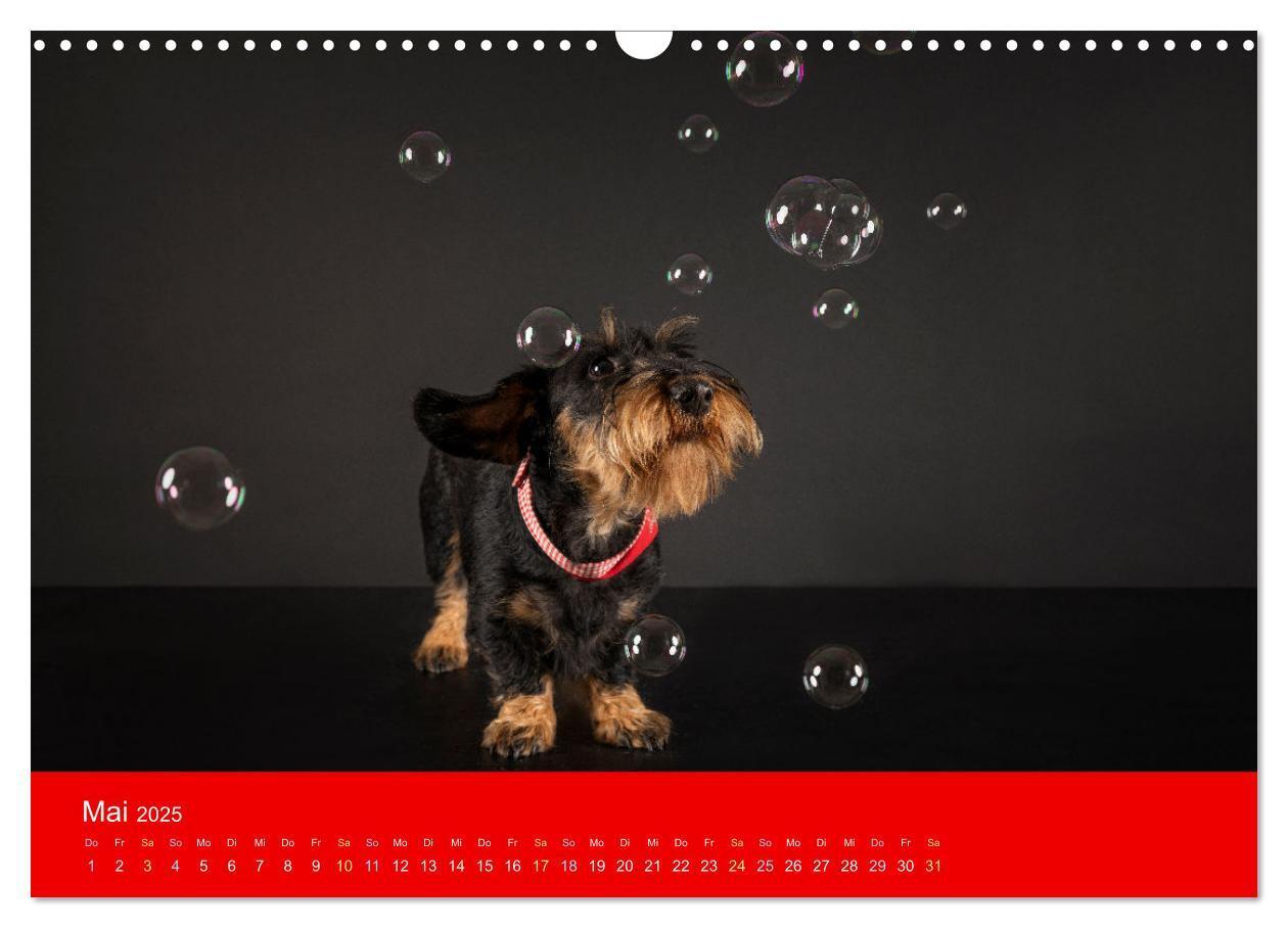 Bild: 9783435015511 | Bezaubernde Dackel (Wandkalender 2025 DIN A3 quer), CALVENDO...