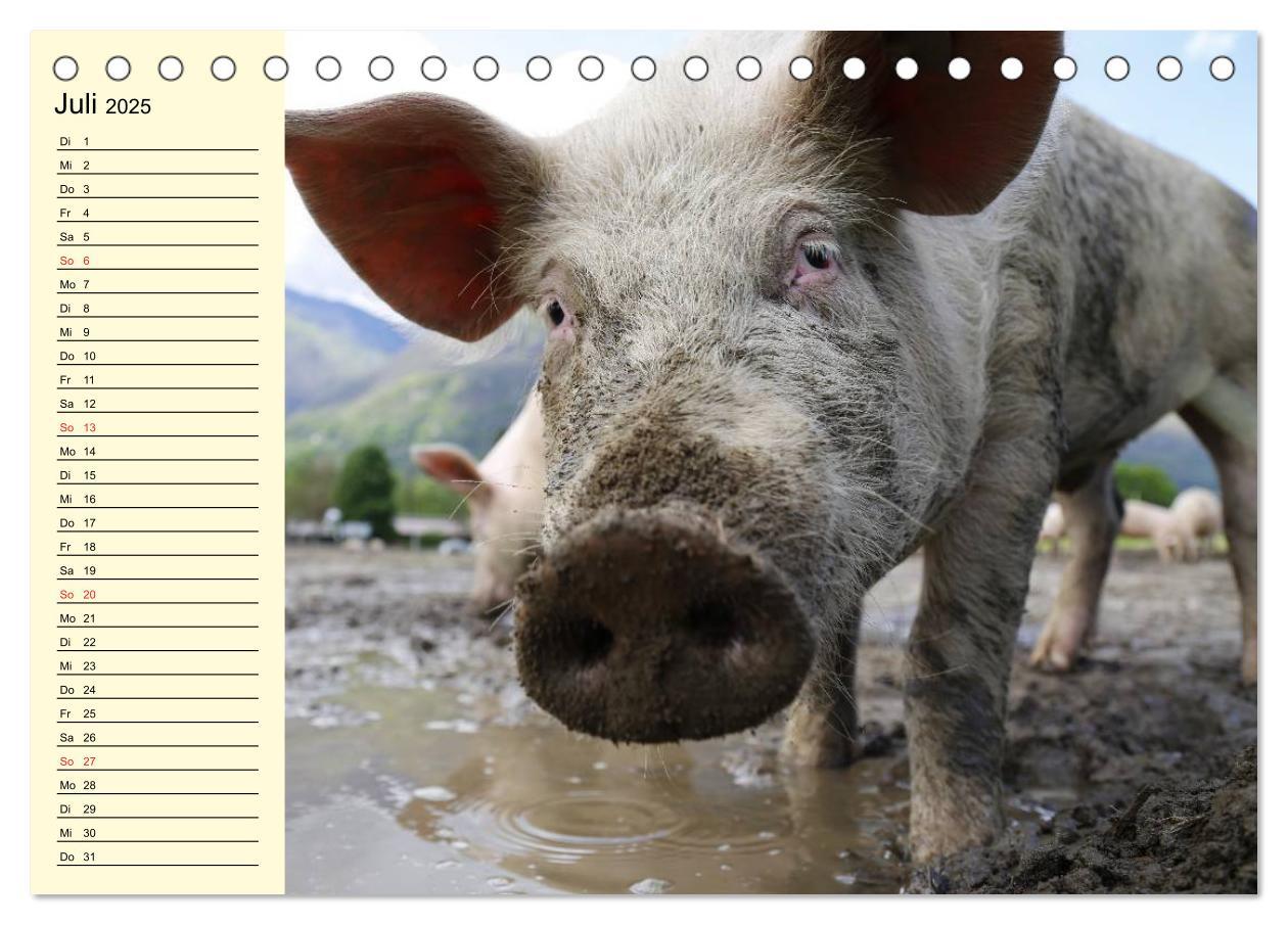 Bild: 9783435529421 | Von Säuen die Schwein haben! (Tischkalender 2025 DIN A5 quer),...