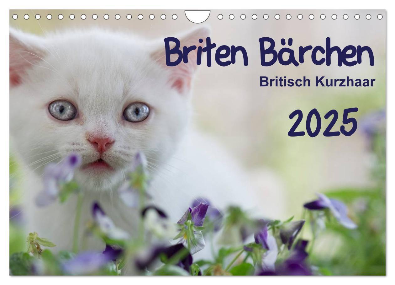 Cover: 9783435730261 | Briten Bärchen ¿ Britsch Kurzhaar 2025 (Wandkalender 2025 DIN A4...