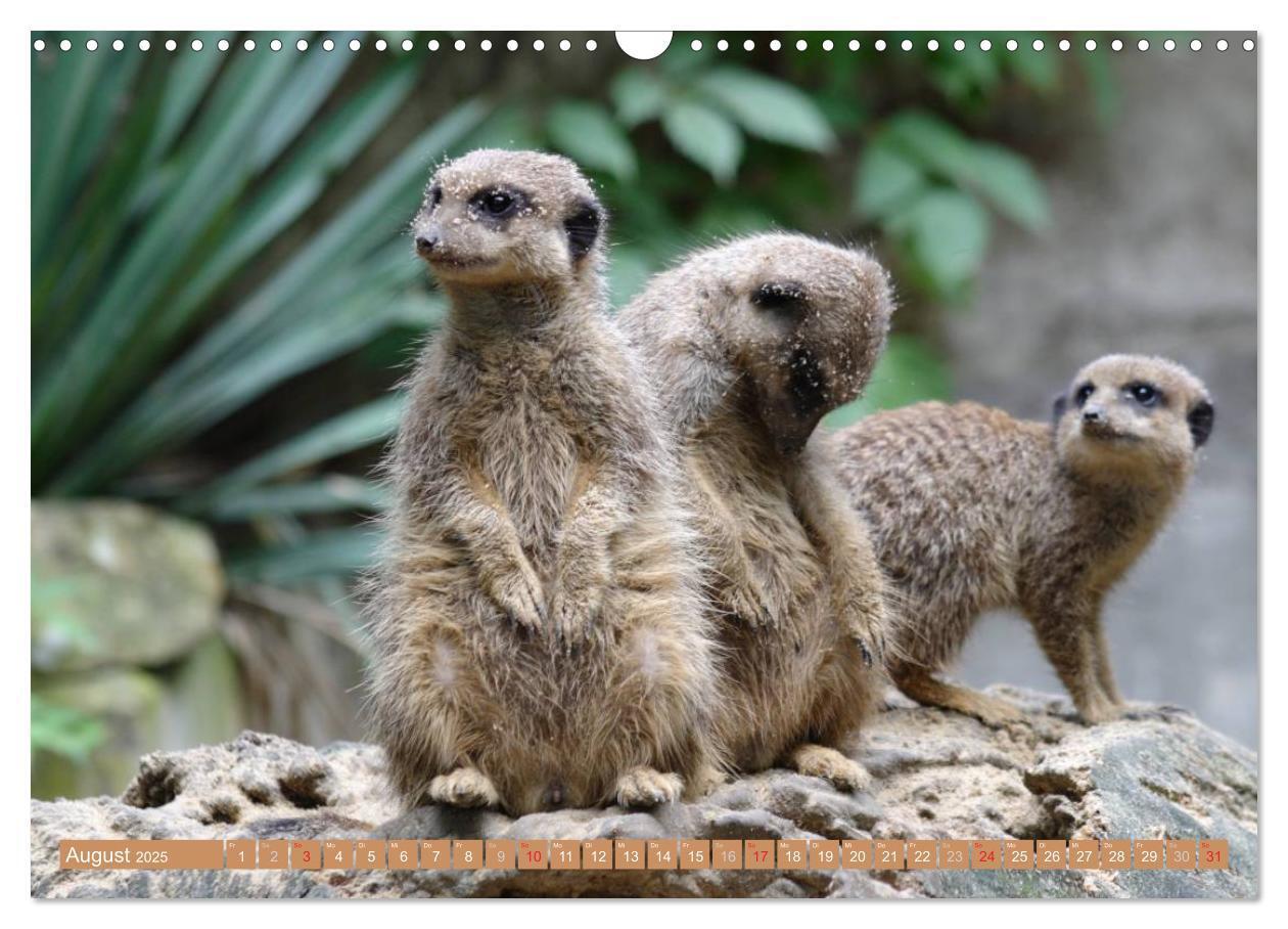 Bild: 9783435789436 | Erdmännchen Familienbande (Wandkalender 2025 DIN A3 quer), CALVENDO...