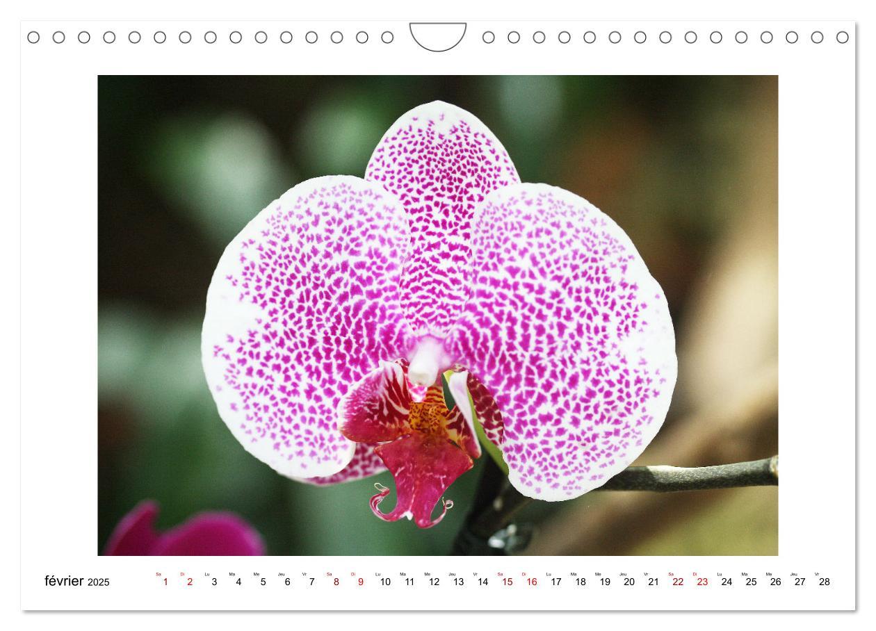 Bild: 9781325837649 | Mon rêve d'orchidées (Calendrier mural 2025 DIN A4 vertical),...