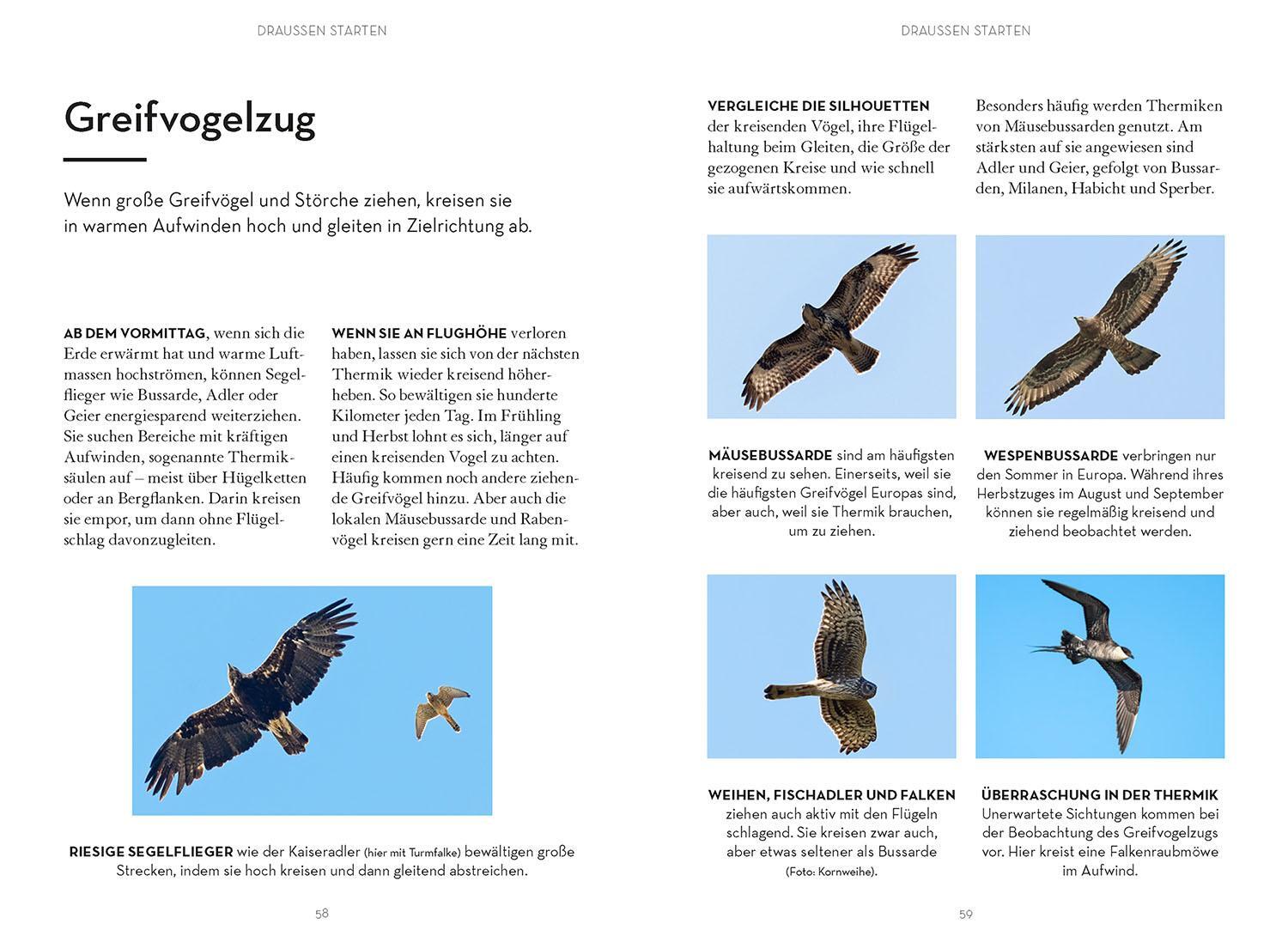 Bild: 9783440176337 | Vögel beobachten | Leander Khil | Taschenbuch | 128 S. | Deutsch