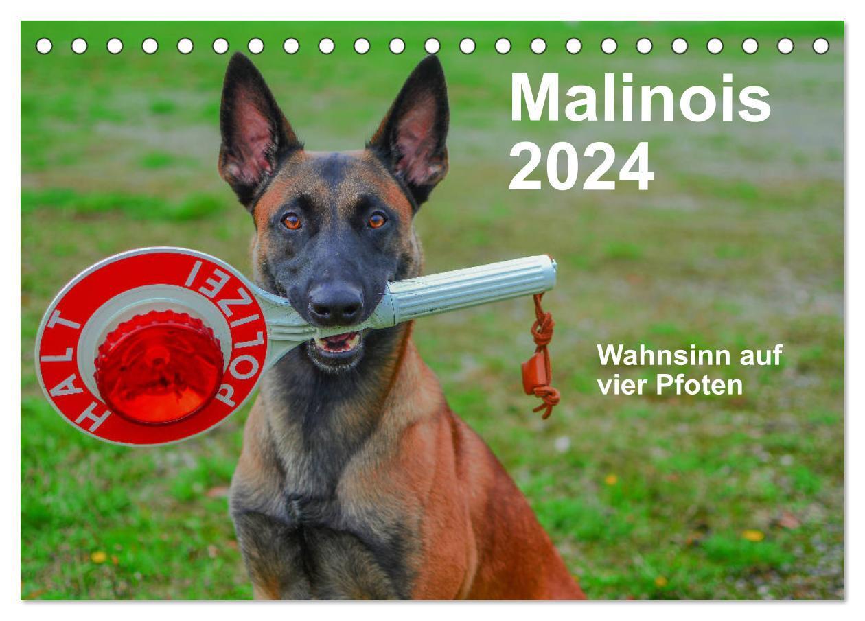 Cover: 9783383130106 | Malinois - Wahnsinn auf vier Pfoten (Tischkalender 2024 DIN A5...