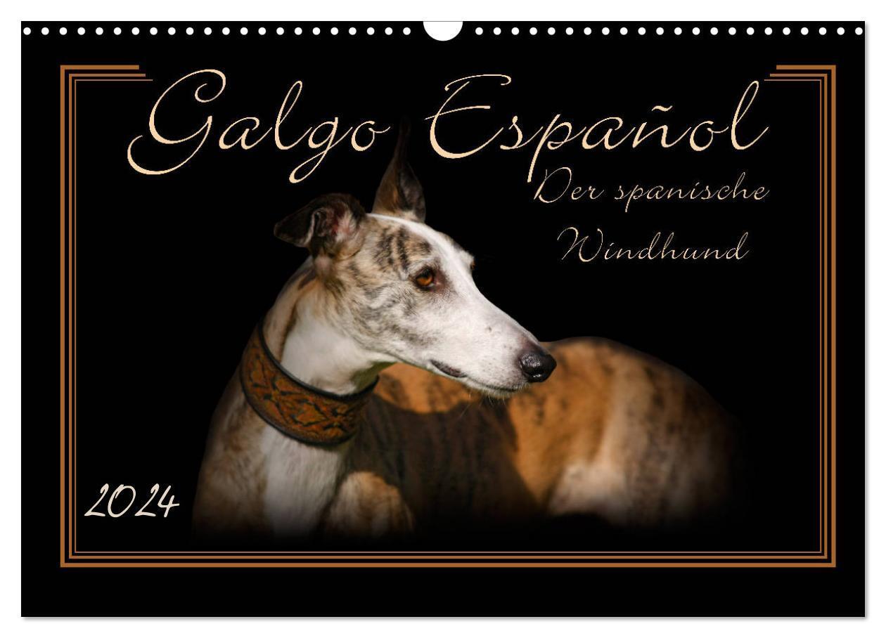 Cover: 9783675767898 | Galgo Español 2024- Der spanische Windhund (Wandkalender 2024 DIN...