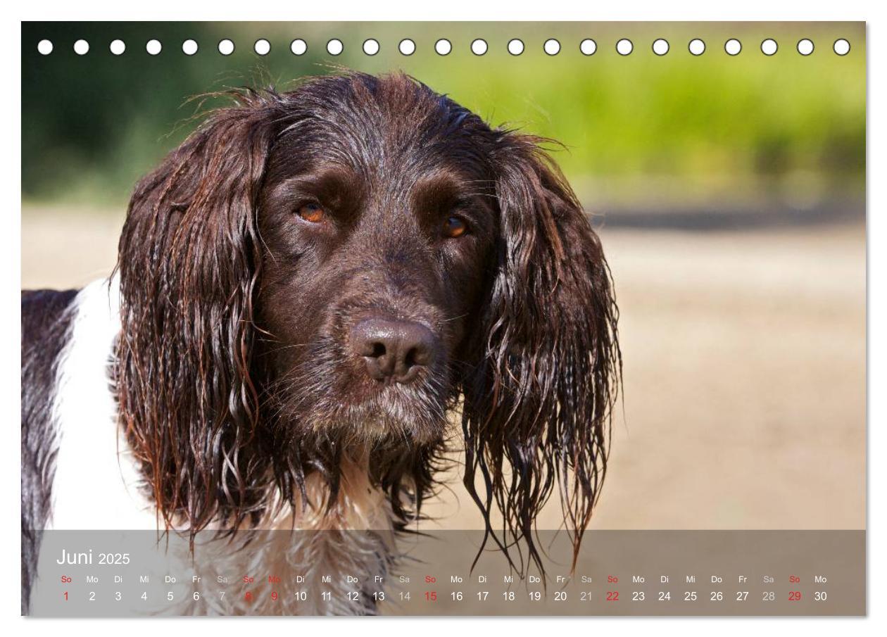 Bild: 9783435628728 | Kleiner Münsterländer Vorstehhund (Tischkalender 2025 DIN A5 quer),...