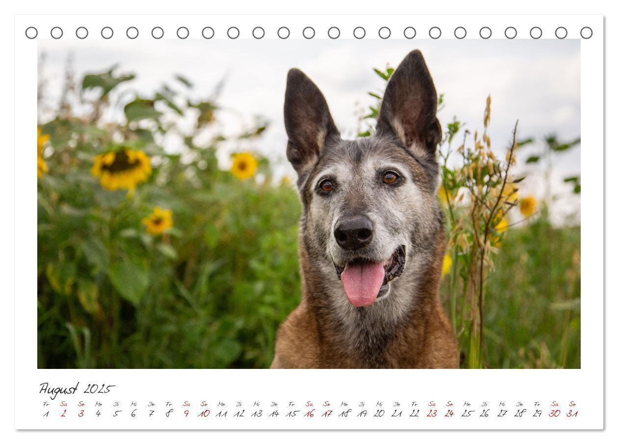 Bild: 9783383798450 | Mit dem Malinois durch das Jahr (Tischkalender 2025 DIN A5 quer),...