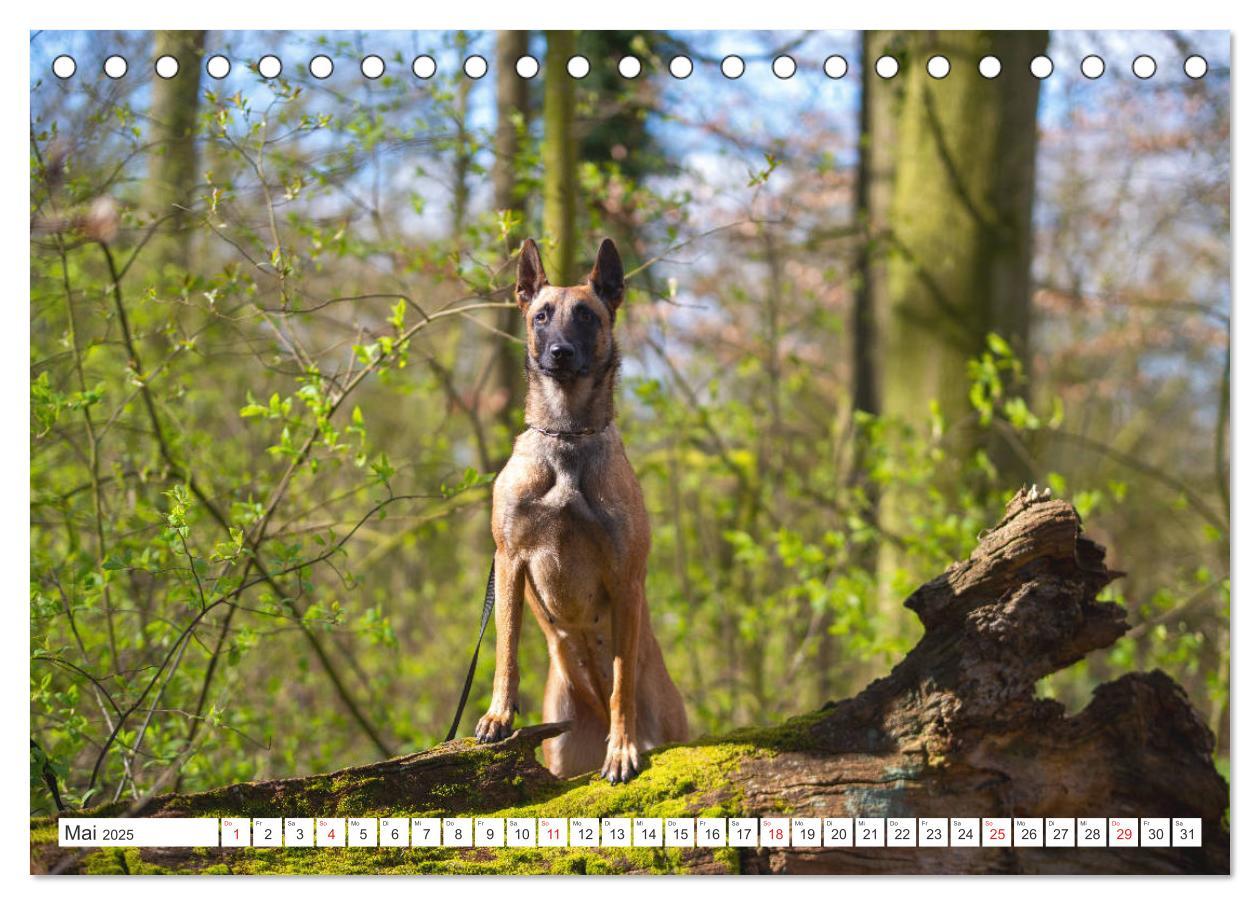 Bild: 9783435144457 | Malinois - belgischer Schäferhund (Tischkalender 2025 DIN A5 quer),...