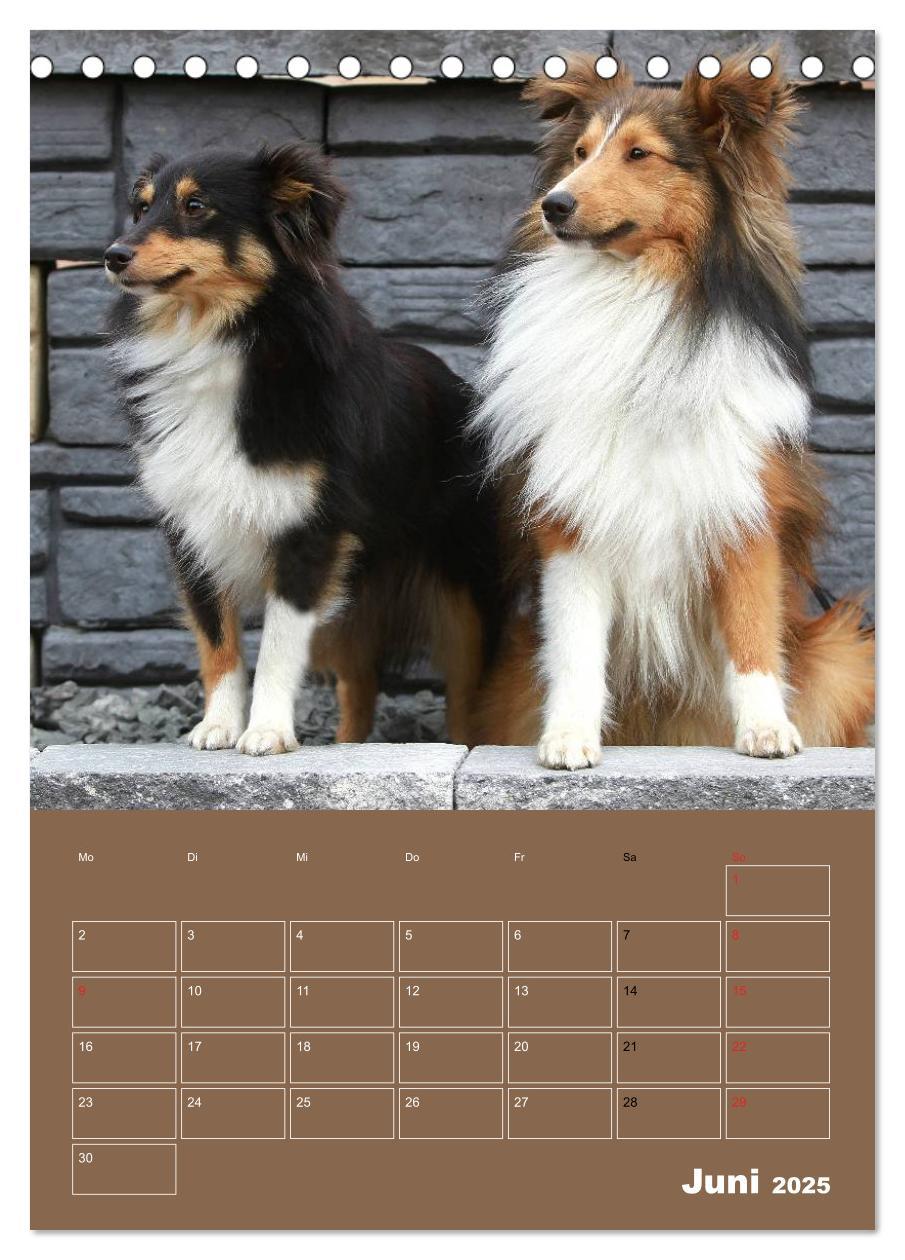 Bild: 9783457011997 | SHELTIES Herzensbrecher auf 4 Pfoten (Tischkalender 2025 DIN A5...