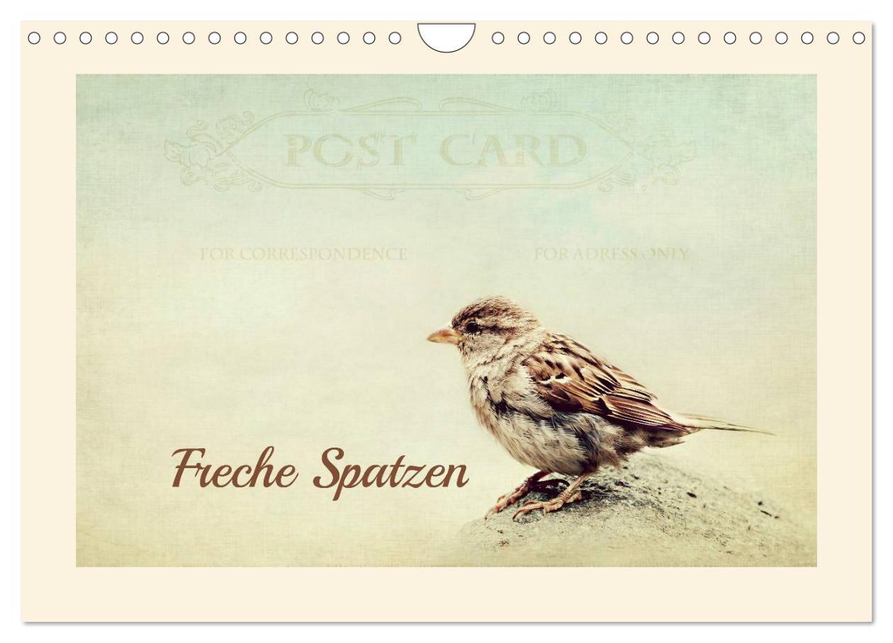 Cover: 9783435800391 | Freche Spatzen (Wandkalender 2025 DIN A4 quer), CALVENDO...