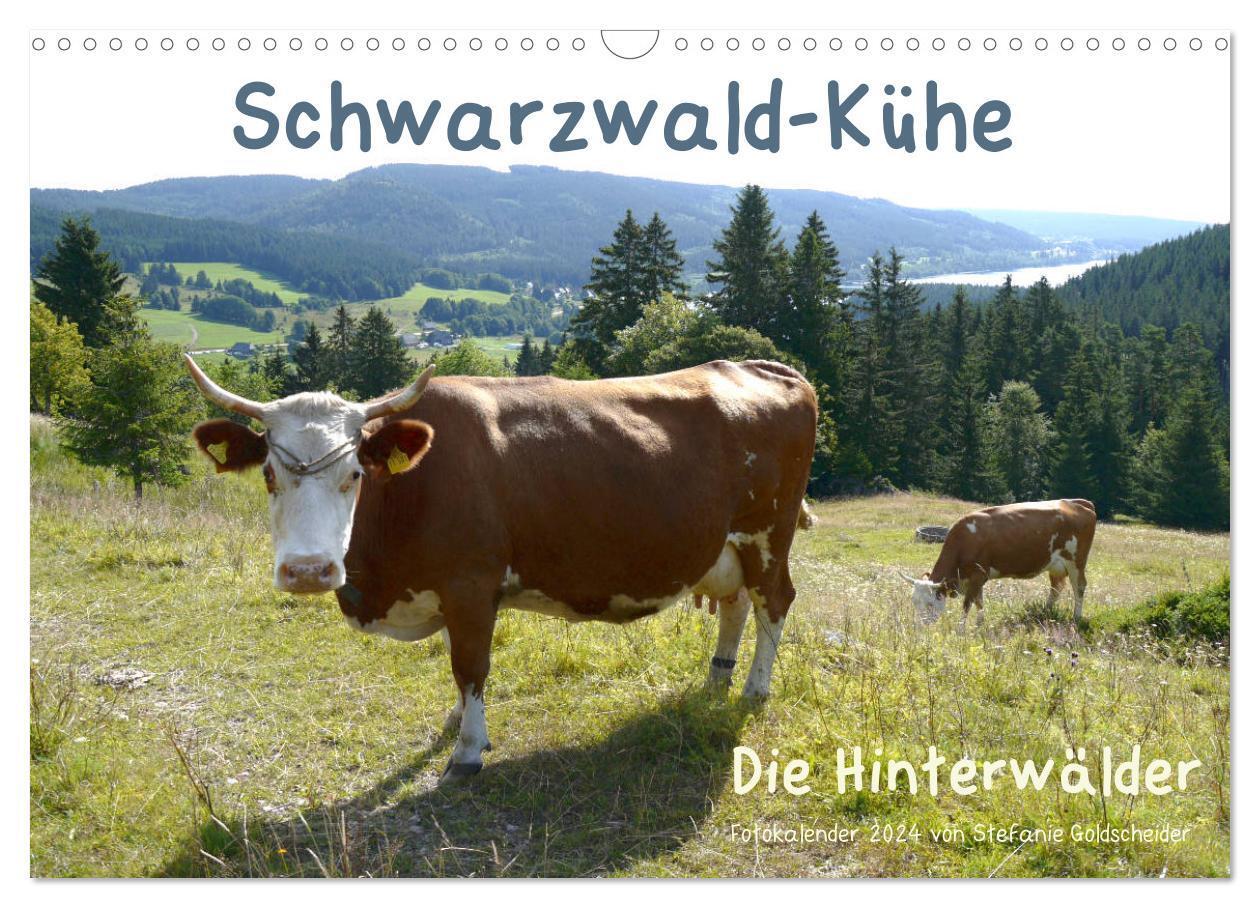 Cover: 9783383246098 | Schwarzwald-Kühe - Die Hinterwälder (Wandkalender 2024 DIN A3...