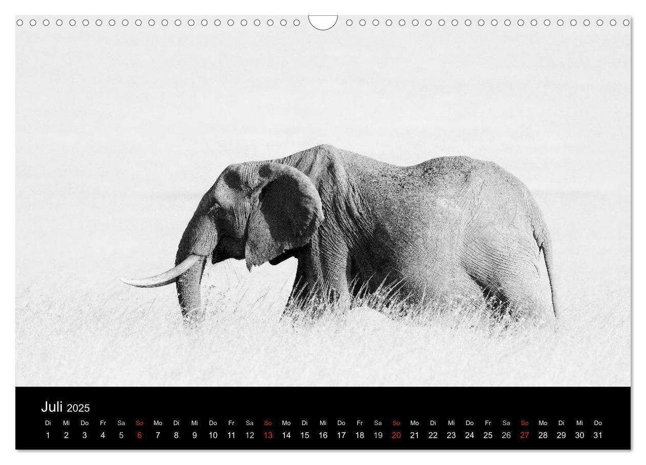 Bild: 9783435733873 | Elefanten Schwarz - Weiss (Wandkalender 2025 DIN A3 quer), CALVENDO...