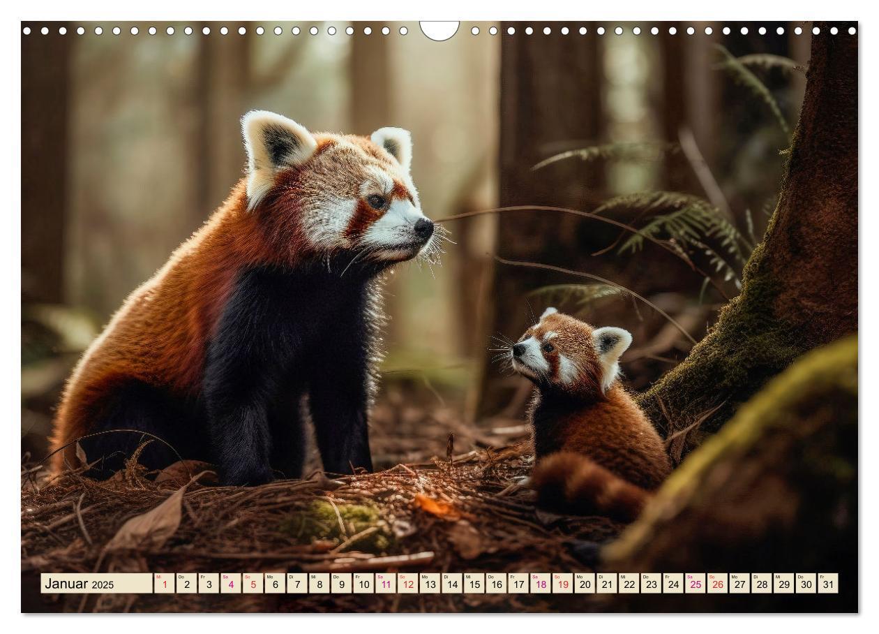 Bild: 9783383905131 | Roter Panda - gefährdeter Katzenbär (Wandkalender 2025 DIN A3...