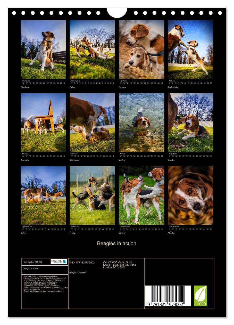 Bild: 9781325973002 | Beagles in action (Wall Calendar 2025 DIN A4 portrait), CALVENDO 12...