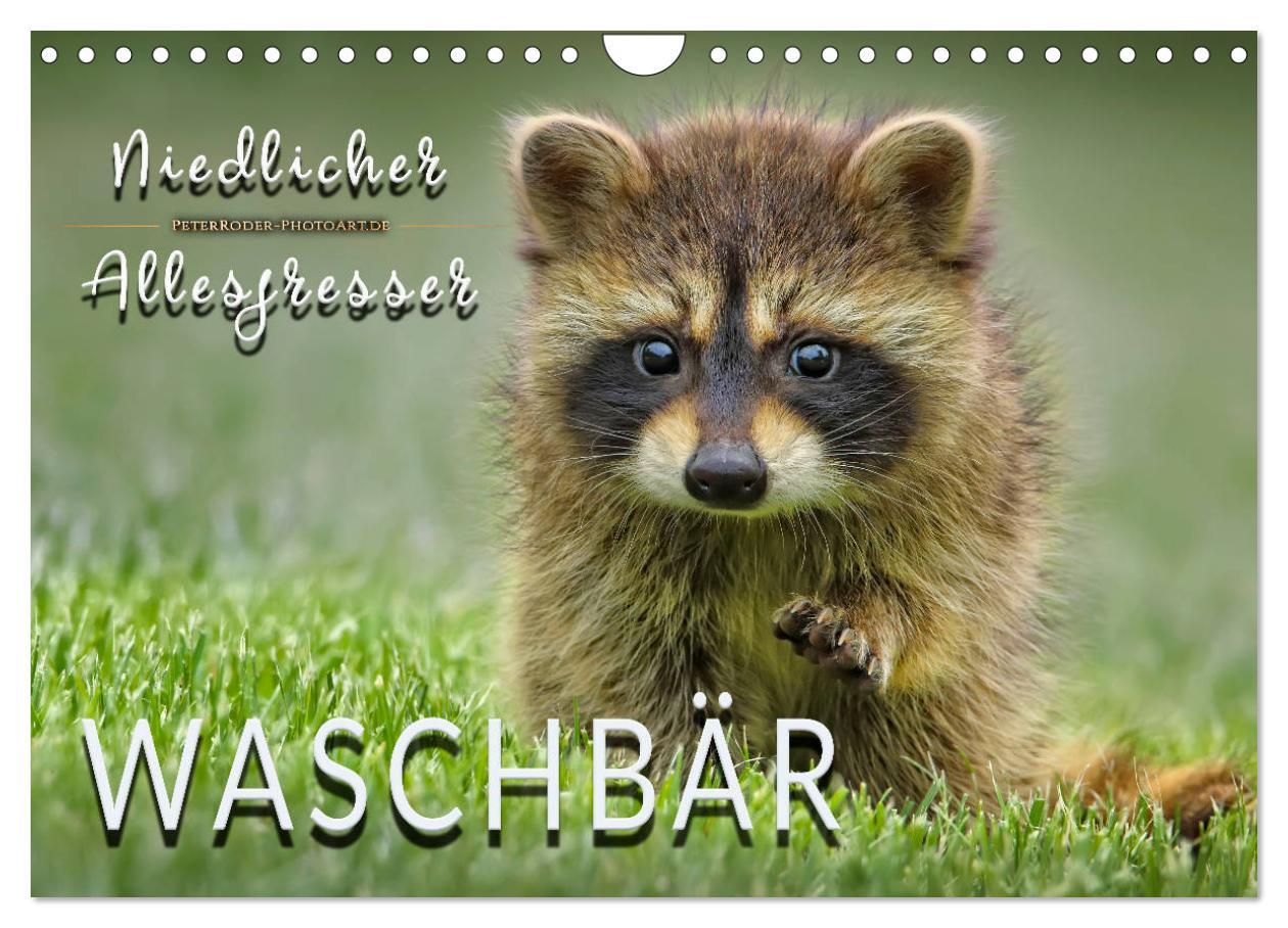 Cover: 9783435335220 | Waschbär - Niedlicher Allesfresser (Wandkalender 2025 DIN A4 quer),...