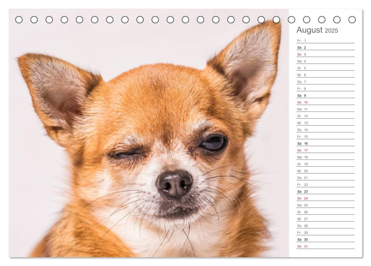 Bild: 9783435527809 | Chihuahua - Die Welt der Kleinen (Tischkalender 2025 DIN A5 quer),...