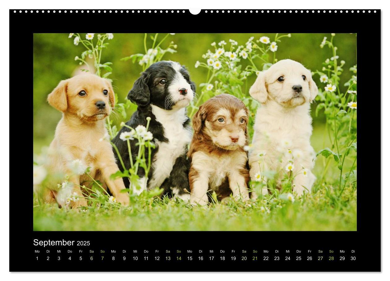 Bild: 9783435640744 | Allerlei Hundekinder (Wandkalender 2025 DIN A2 quer), CALVENDO...