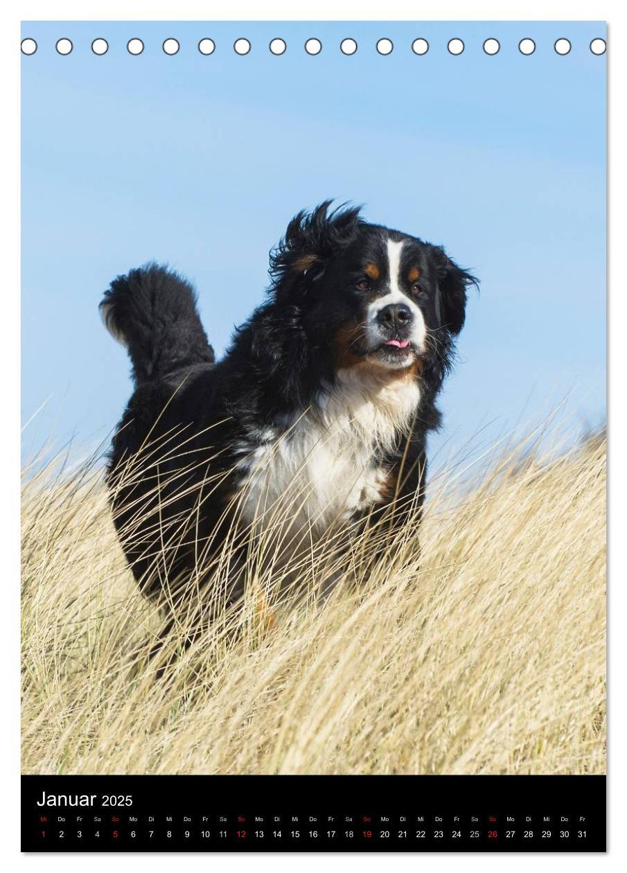 Bild: 9783457068489 | Berner Sennenhund 2025 (Tischkalender 2025 DIN A5 hoch), CALVENDO...