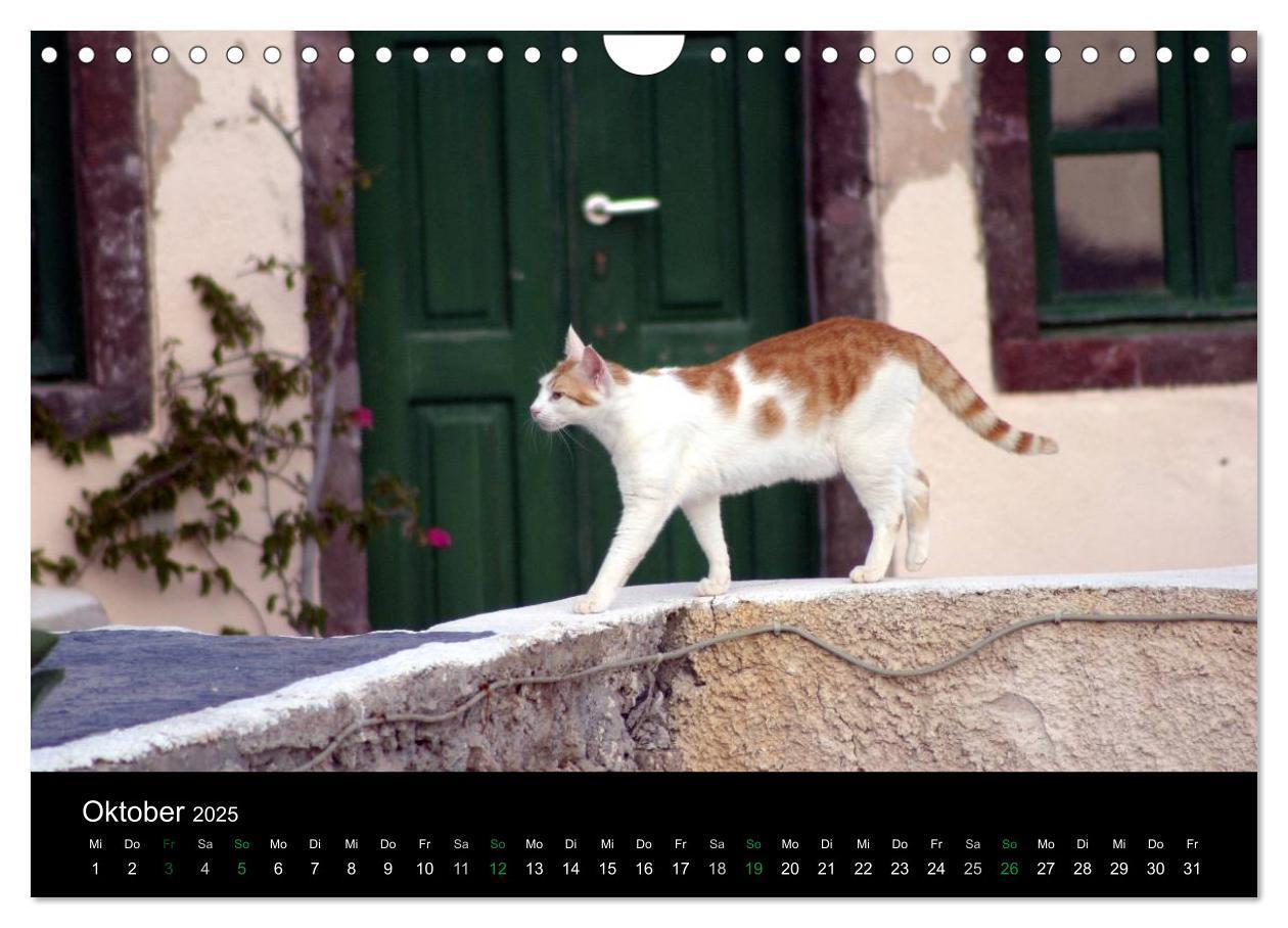 Bild: 9783435684069 | Katzensprung (Wandkalender 2025 DIN A4 quer), CALVENDO Monatskalender