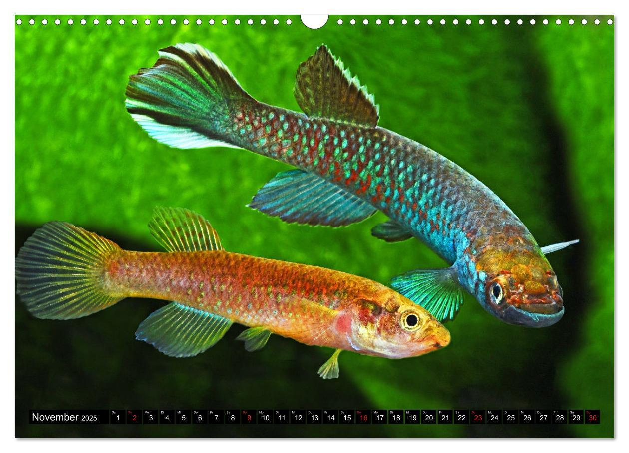 Bild: 9783435521715 | Bunte Fische der Welt - Killifische (Wandkalender 2025 DIN A3...