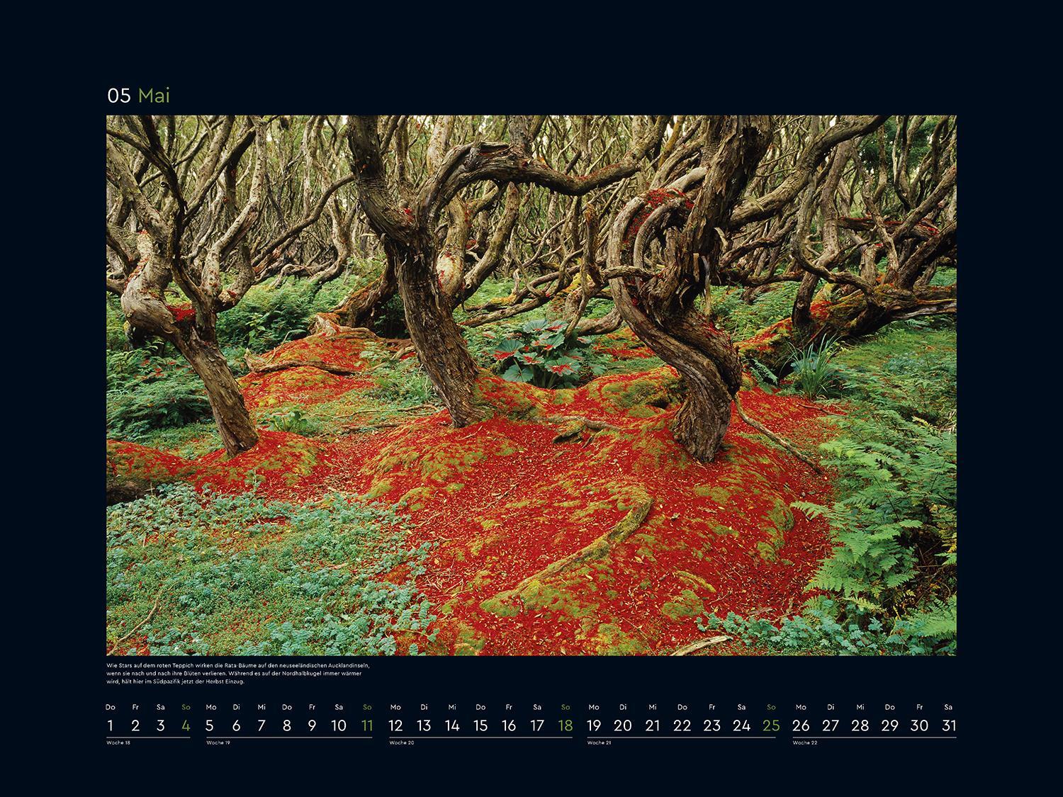 Bild: 9783965913356 | Magische Wälder - KUNTH Wandkalender 2025 | Kalender | 14 S. | Deutsch