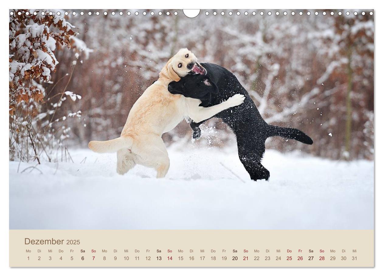 Bild: 9783435743223 | Labrador Retriever (Wandkalender 2025 DIN A3 quer), CALVENDO...