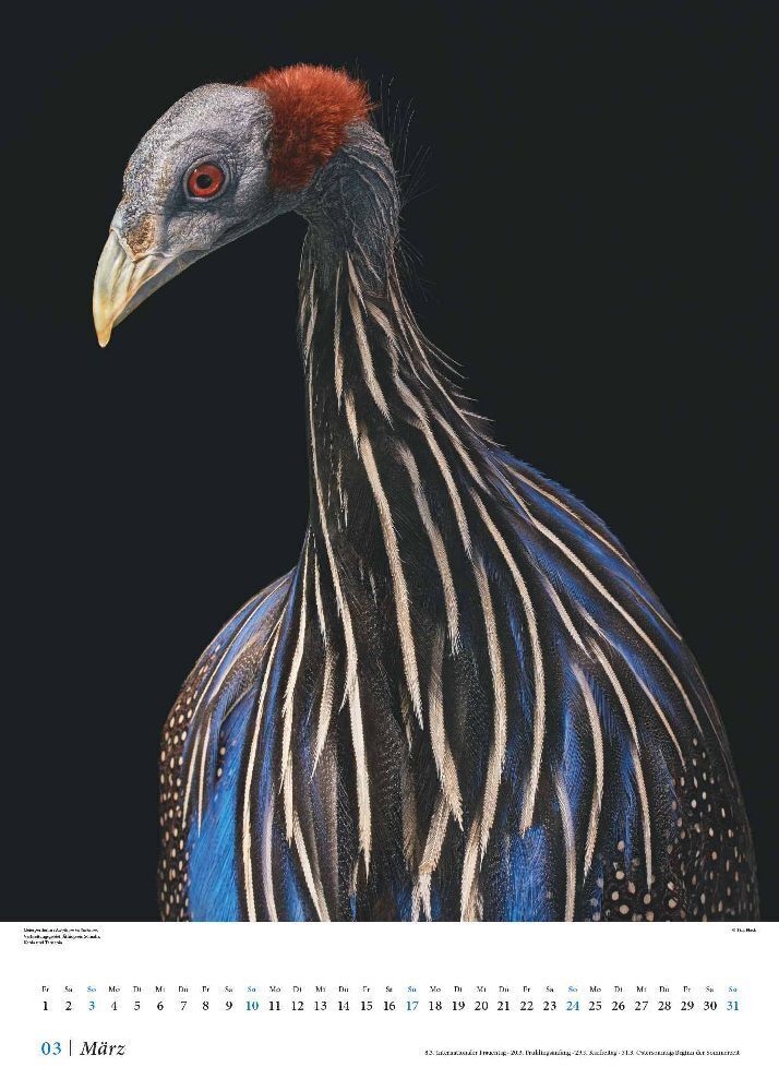 Bild: 4250809651156 | Tim Flach: Vögel 2024 - Posterkalender von DUMONT- Vogel-Porträts...