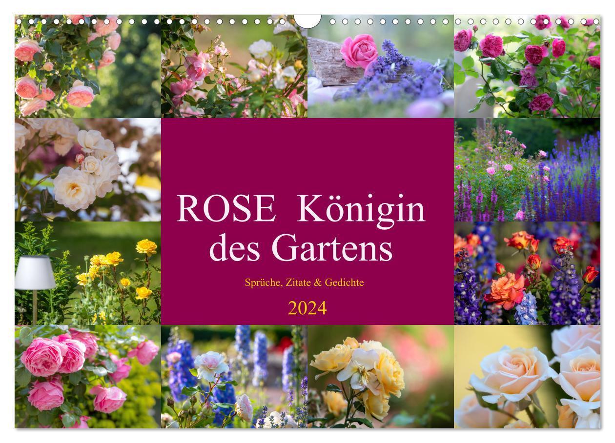 Cover: 9783675715684 | Rose Königin des Gartens (Wandkalender 2024 DIN A3 quer), CALVENDO...