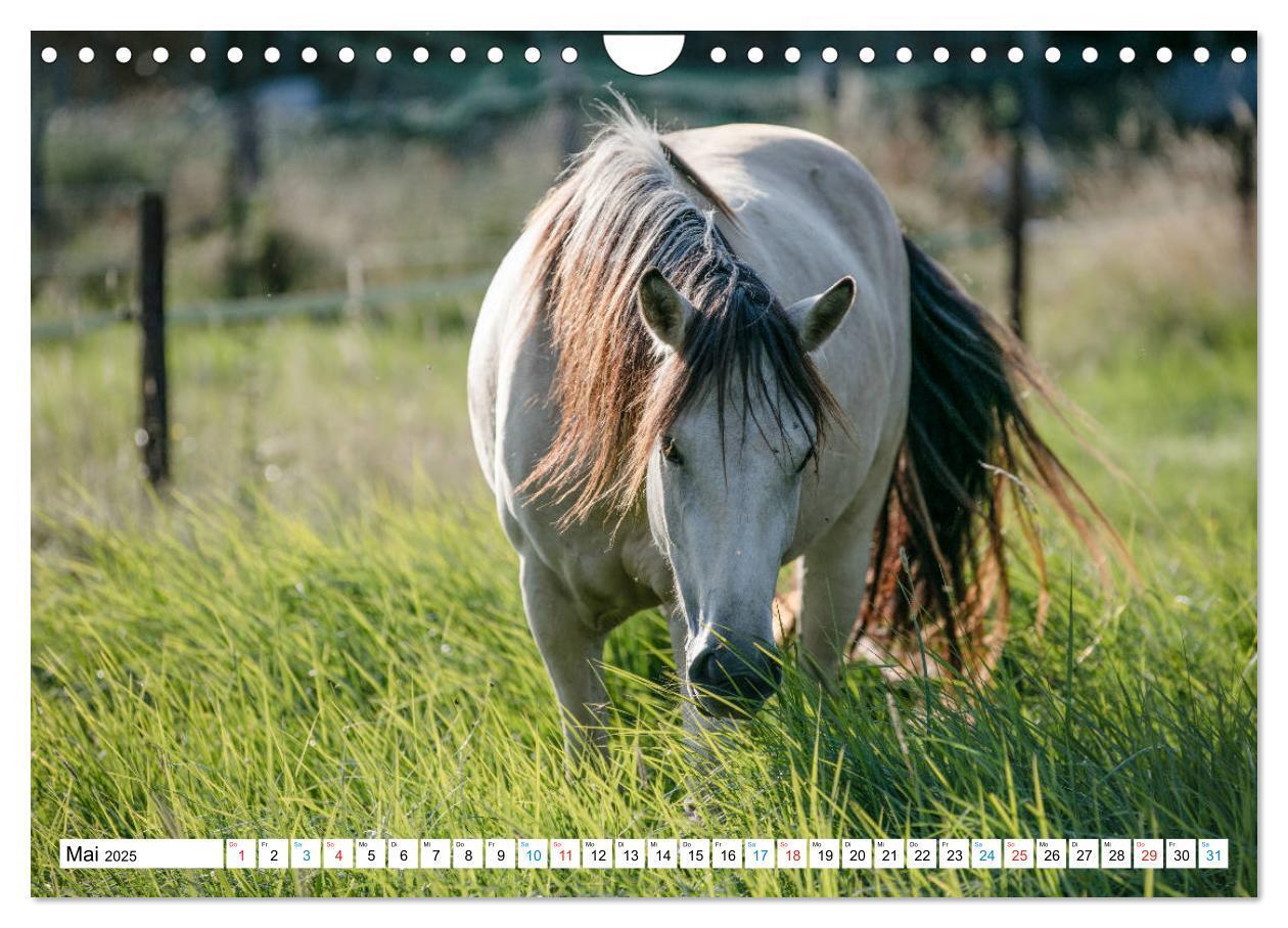 Bild: 9783435172542 | Durch das Jahr mit dem Connemara Pony Holly (Wandkalender 2025 DIN...