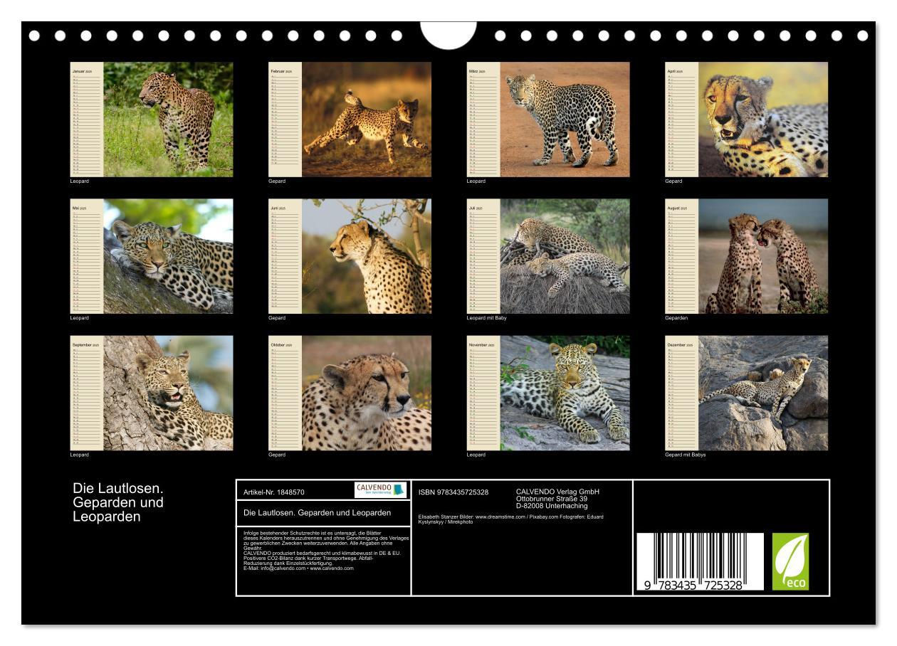 Bild: 9783435725328 | Die Lautlosen. Geparden und Leoparden (Wandkalender 2025 DIN A4...