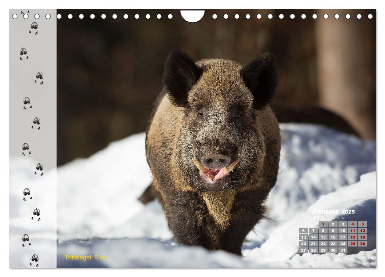 Bild: 9783435384198 | Tierspuren in der Natur (Wandkalender 2025 DIN A4 quer), CALVENDO...