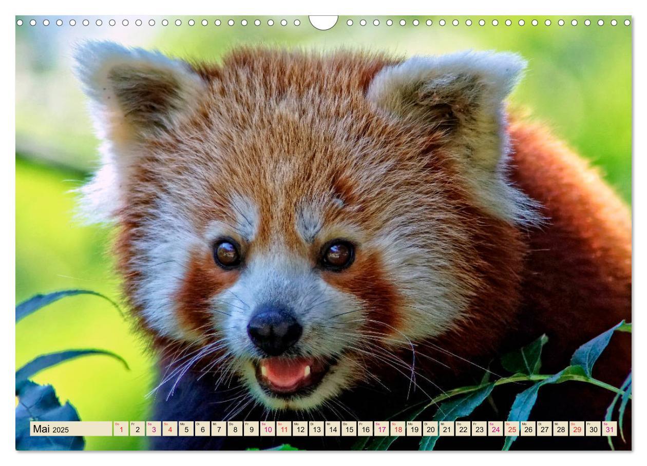 Bild: 9783435436965 | Kleiner Panda (Wandkalender 2025 DIN A3 quer), CALVENDO Monatskalender