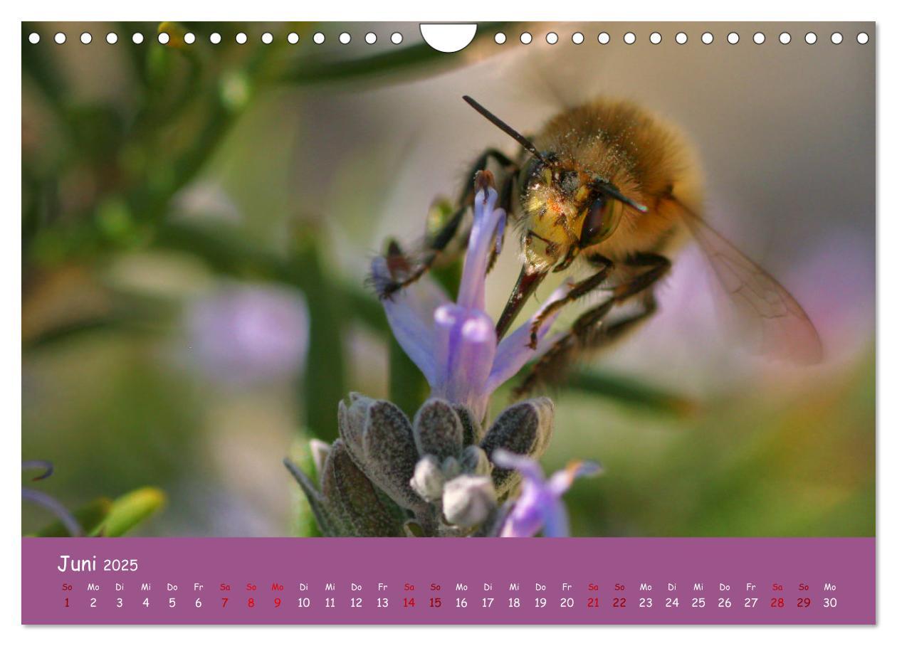 Bild: 9783435089192 | Insekten - Kleine Wunder (Wandkalender 2025 DIN A4 quer), CALVENDO...