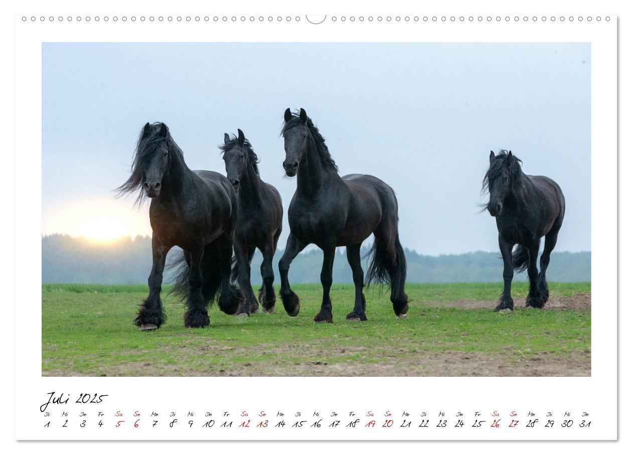 Bild: 9783435235407 | Friesen - stolze Giganten (Wandkalender 2025 DIN A2 quer), CALVENDO...