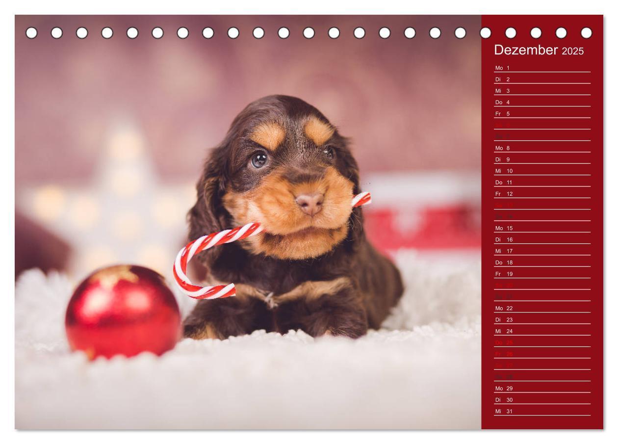 Bild: 9783435328925 | Englische Cocker Spaniel Welpen (Tischkalender 2025 DIN A5 quer),...