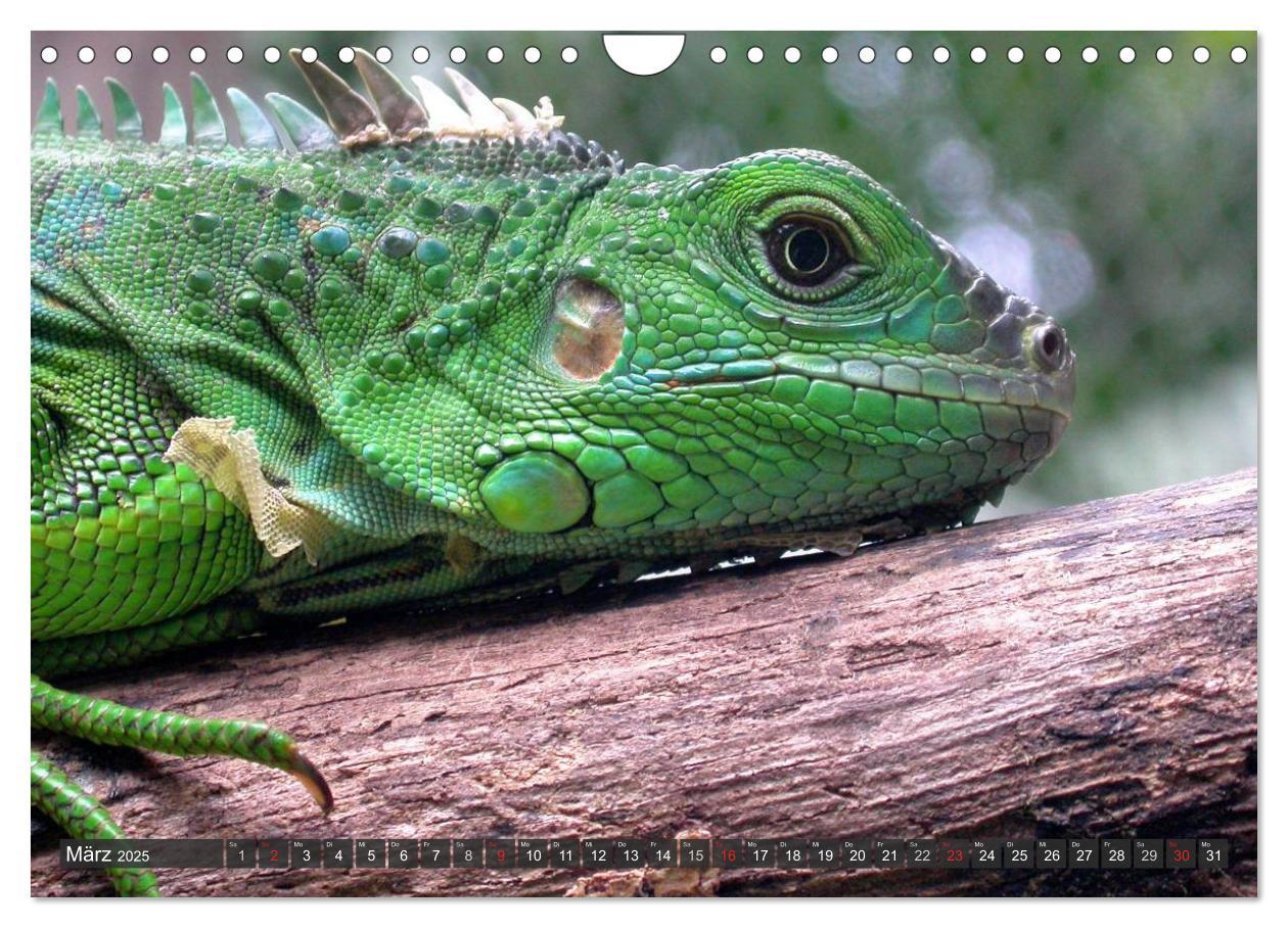 Bild: 9783435793471 | Wilde Fauna - Reptilien (Wandkalender 2025 DIN A4 quer), CALVENDO...