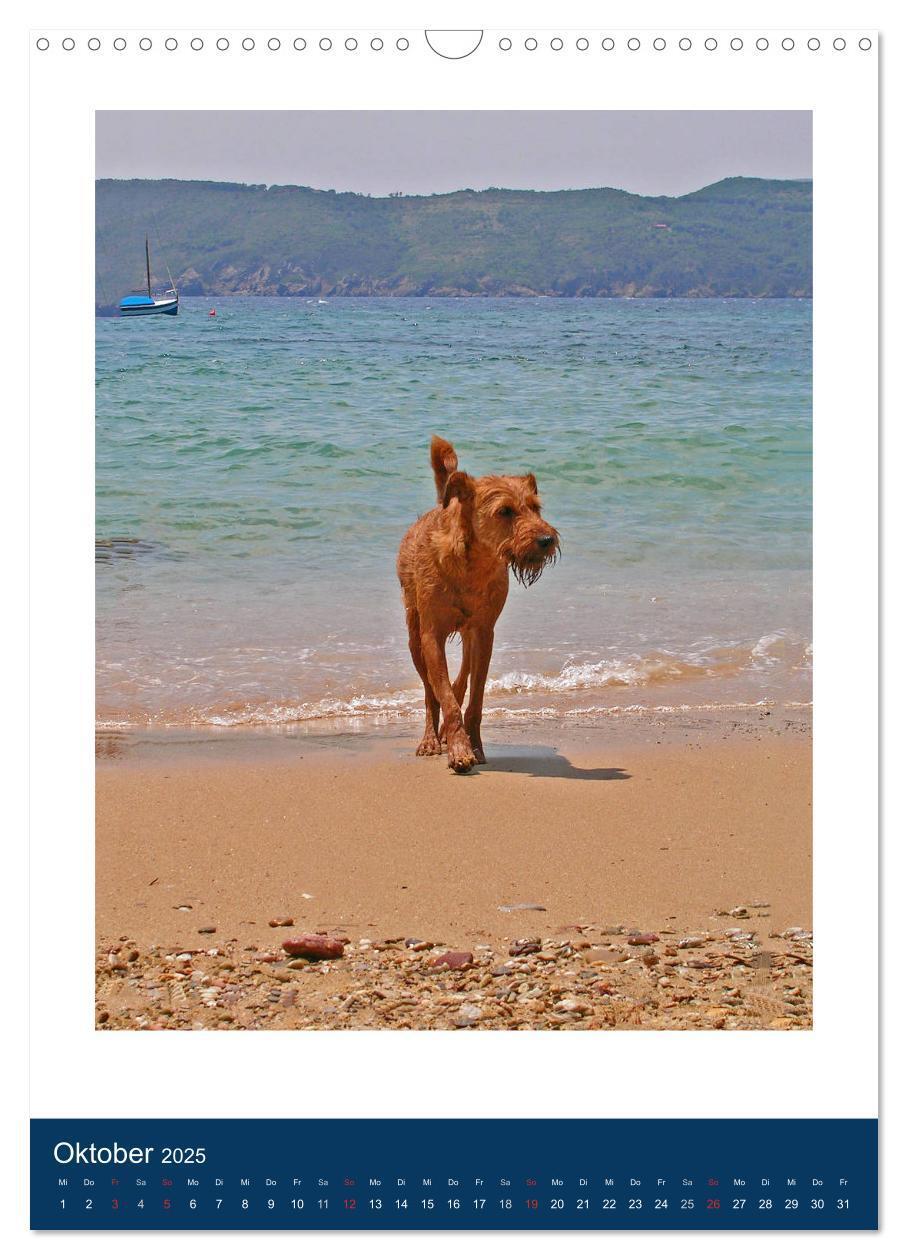 Bild: 9783435950768 | Kelly - Ein Irish Terrier macht Urlaub (Wandkalender 2025 DIN A3...