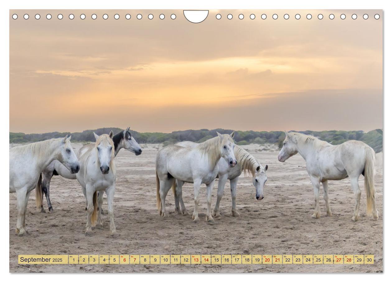 Bild: 9783383828287 | Die wilden Pferde der Camargue (Wandkalender 2025 DIN A4 quer),...