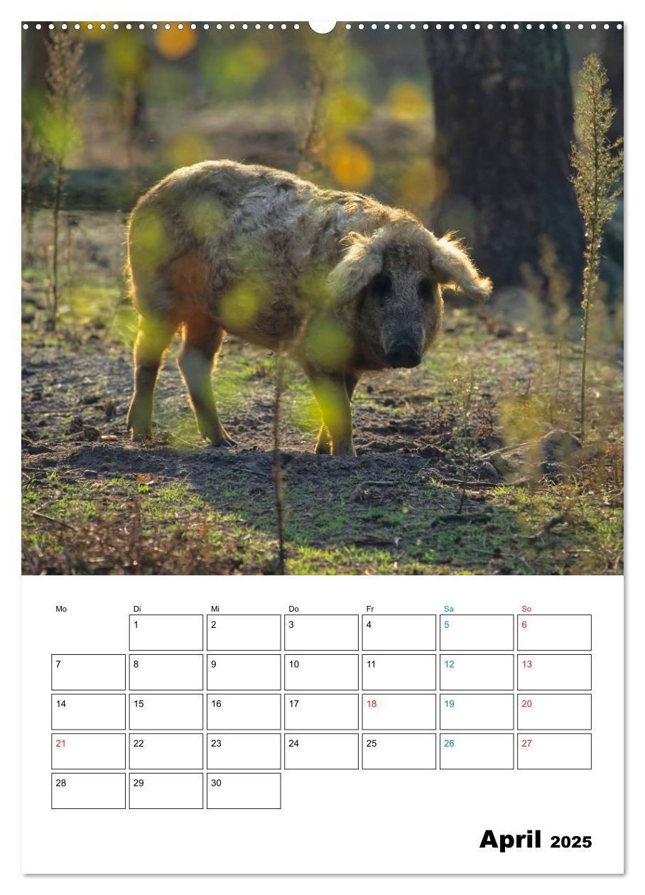 Bild: 9783457077382 | Schweine 2025 (Wandkalender 2025 DIN A2 hoch), CALVENDO Monatskalender