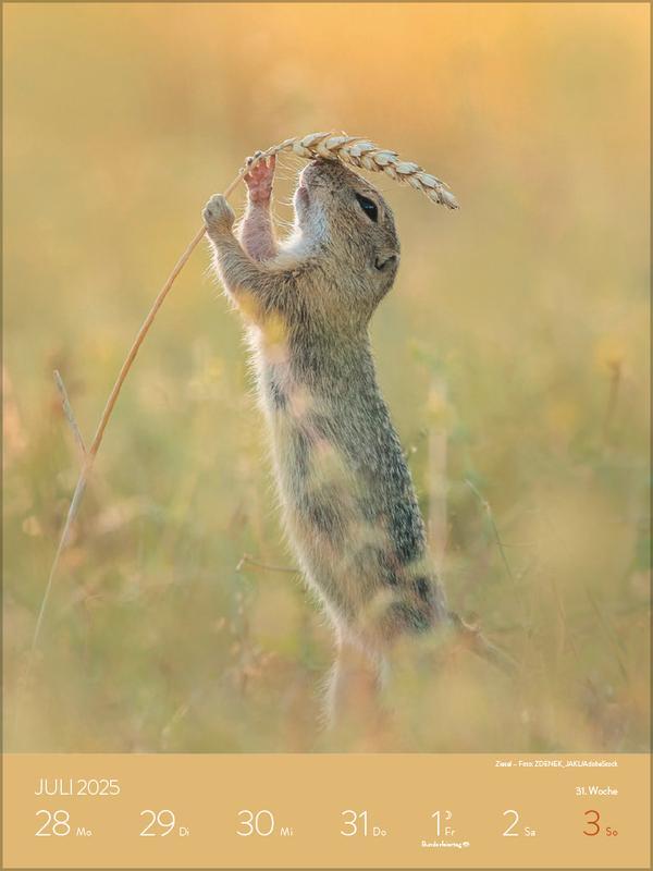 Bild: 9783731880448 | Heimische Tierwelt 2025 | Verlag Korsch | Kalender | Spiralbindung
