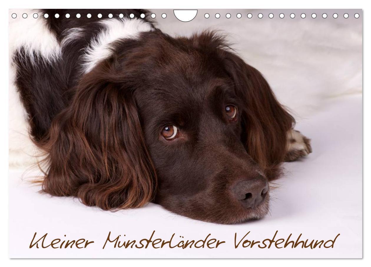 Cover: 9783435633081 | Kleiner Münsterländer Vorstehhund (Wandkalender 2025 DIN A4 quer),...