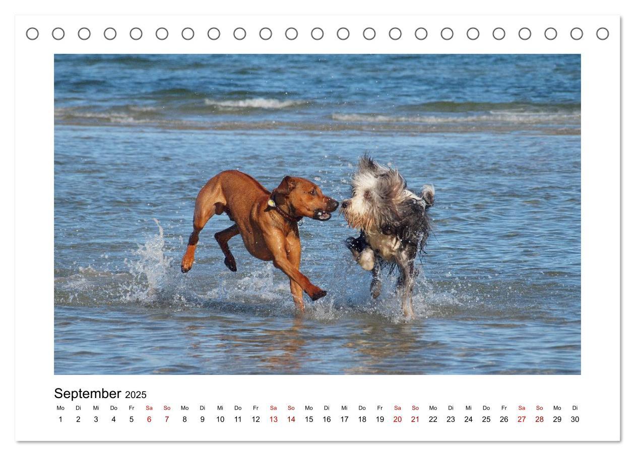 Bild: 9783383983535 | Rhodesian Ridgeback - Charmanter Dickkopf aus Afrika (Tischkalender...