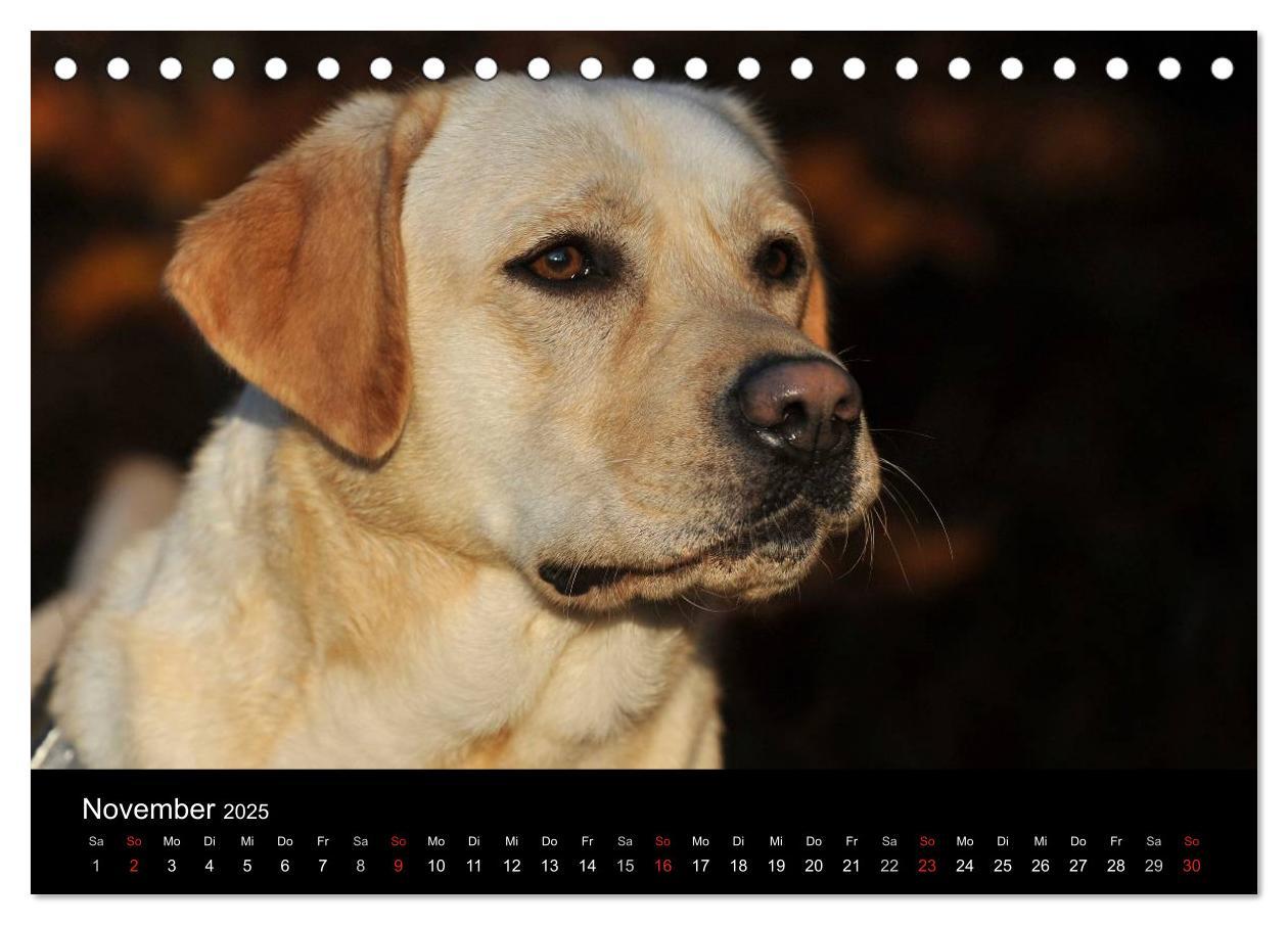 Bild: 9783435760510 | Labrador Retriever 2025 (Tischkalender 2025 DIN A5 quer), CALVENDO...