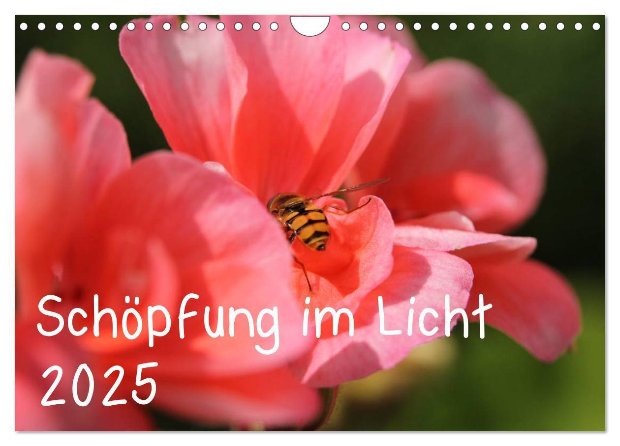 Cover: 9783435768240 | Schöpfung im Licht (Wandkalender 2025 DIN A4 quer), CALVENDO...